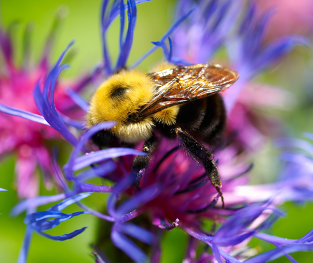 Bee
