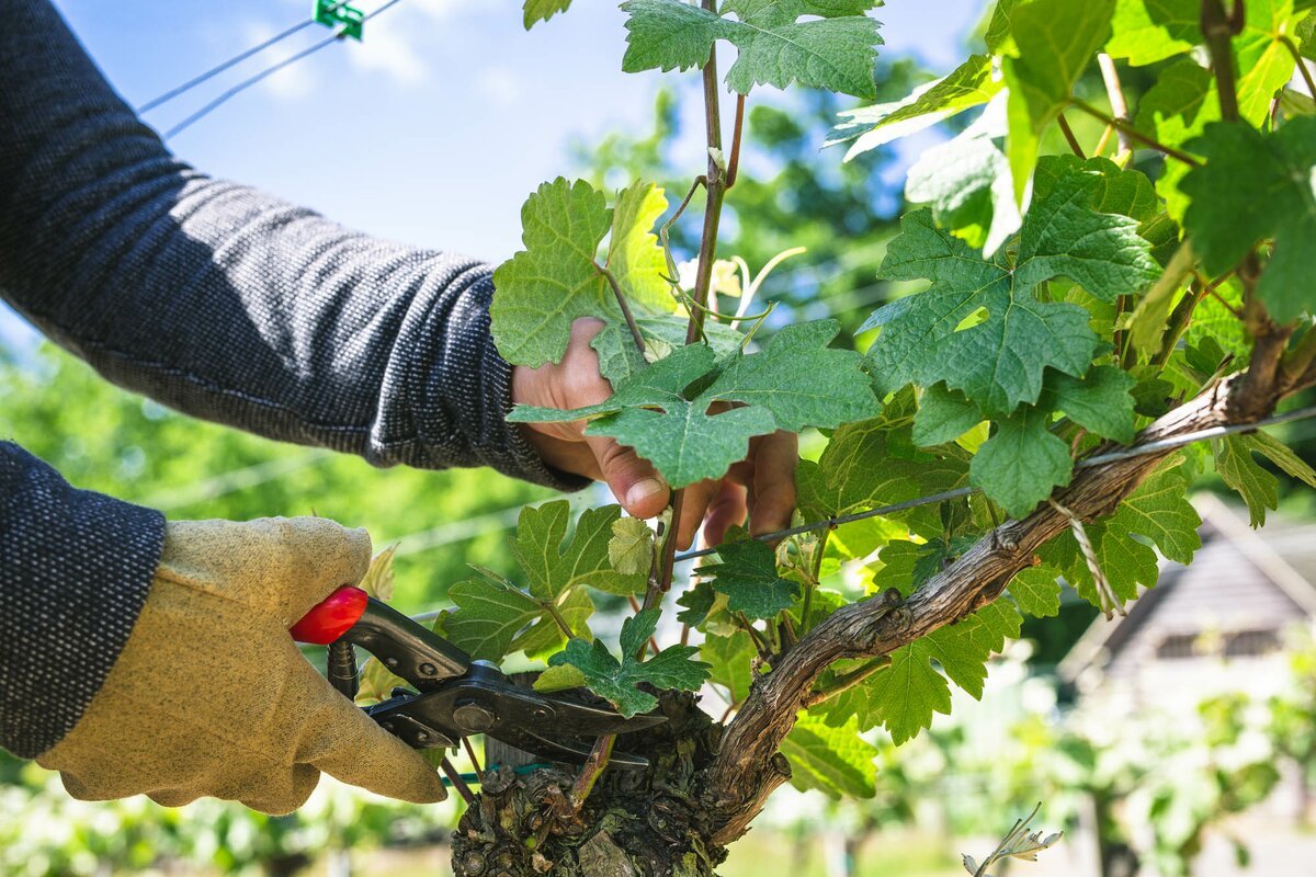 Crop Technician (Viticulture) - Level 3 Apprenticeship - Plumpton College