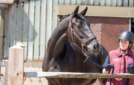 The ex-competition horse; an invaluable resource for education.