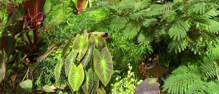 Stanmer Palm House, Brighton (Enter Exotica!)