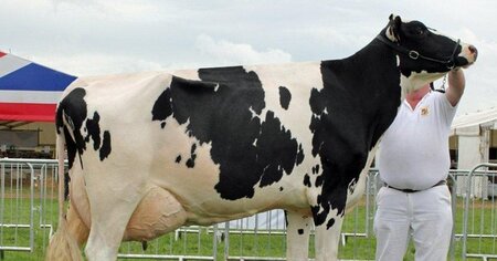 Plumpton's dairy show team exhibits across the Southeast