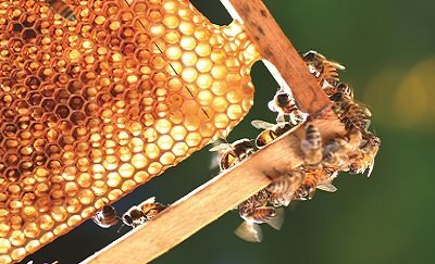 New Observation Hive Installed