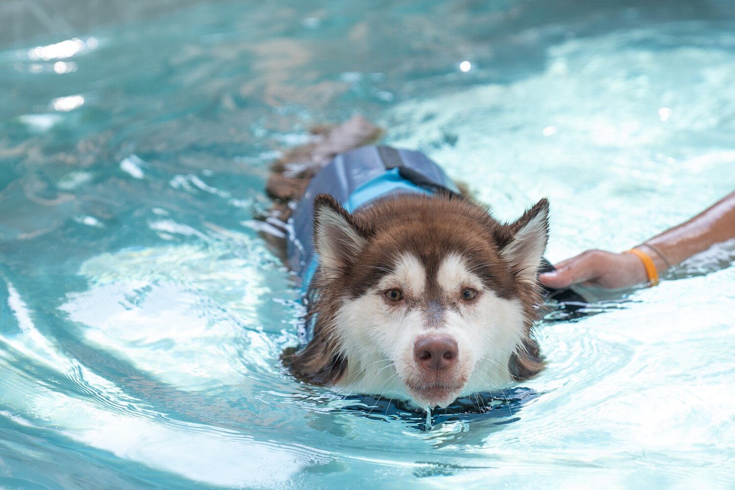 Husky swimming in hydrotherapy pool