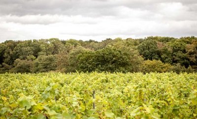 BOOM TIME FOR BRITISH VINEYARDS