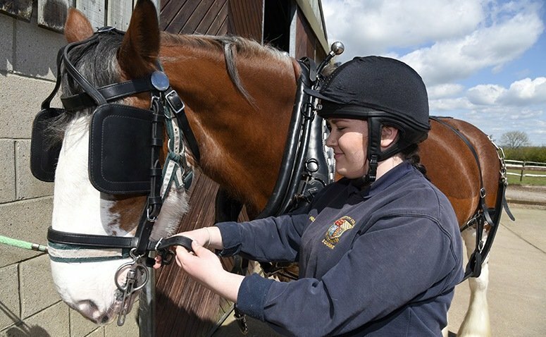 FdSc Equine Science & Coaching - Foundation Degree (validated by the Royal  Agricultural University) - Plumpton College