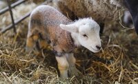 Lambing season has arrived!
