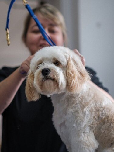 Small dog being groomed